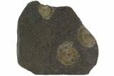 Dactylioceras Ammonite Cluster - Posidonia Shale, Germany #100268-1